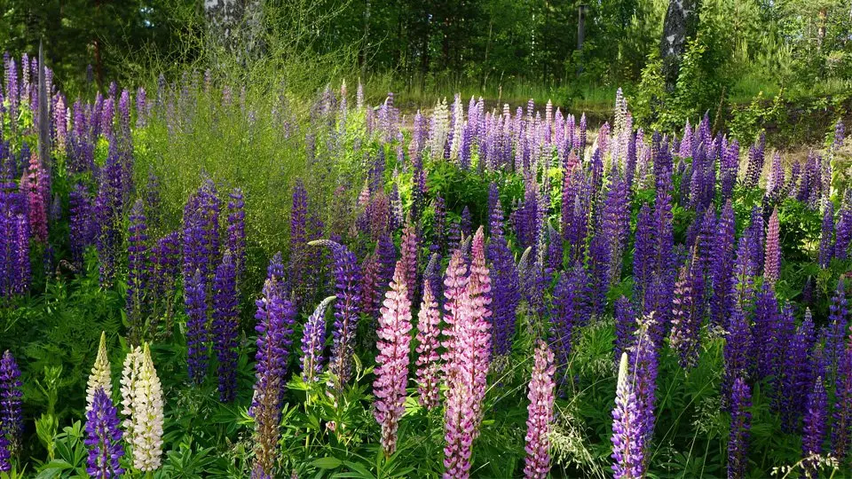 Blomsterlupin