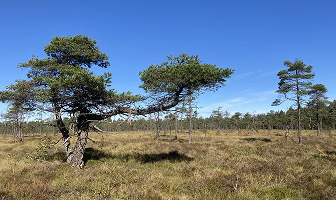 Träd i förgrunden. Blå himmel och gräs i bakgrunden.